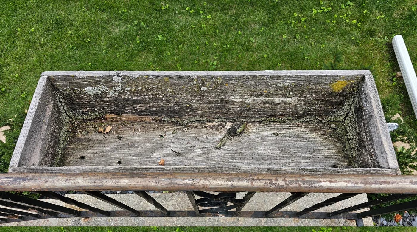Wooden planter box coated in gray lichen, moss, and algae along its edges and seams.