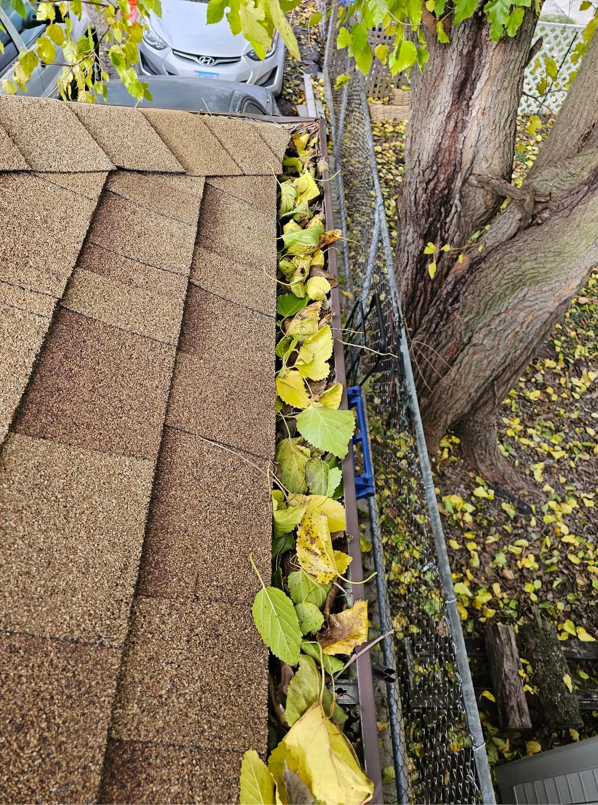 Gutter on a brown shingle garage roof filled with yellow and green fallen leaves beneath a large tree.