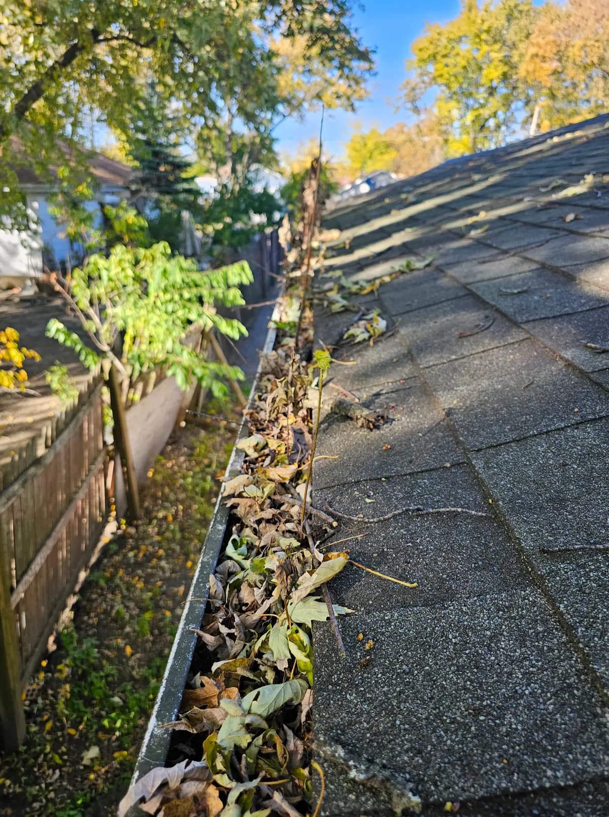 Detached garage gutter filled with dry leaves and twigs, with a weed sprouting out of the trough.
