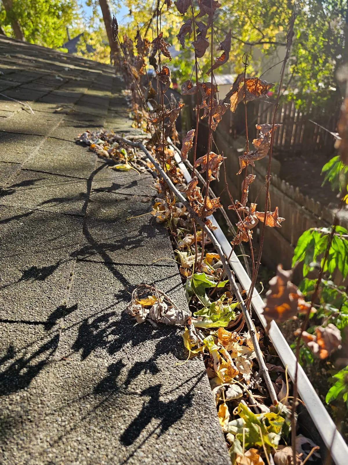 Gutter overtaken by a woody vine with dried brown leaves growing up out of the trough.